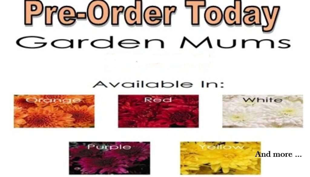 pre-order-1024x585