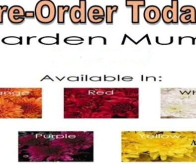 pre-order-1024x585